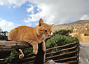 Cat on a fence in Preveli