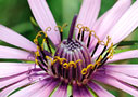 Tragopogon sinuatus