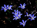 Scilla nana