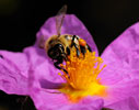 Bee on Cistus creticus