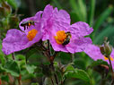 Bees on Cistus creticus