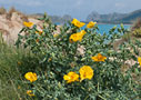 Yellow horned poppy in Falasarna