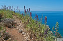Delphinium staphisagria