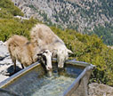 Sheep having a drink at the Linoseli spring