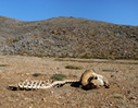 Death in the White Mountains
