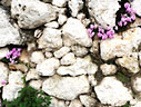 Cyclamen graecum