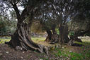 An old olive grove 