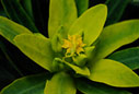 Detail of Euphorbia dendroides - Tree spurge