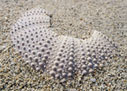 Sea urchin shell