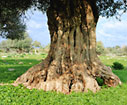 An old olive tree