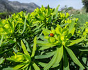 Ladybird beetle