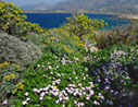 Spring flowers on Elafonisi island