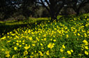 Yellow! 