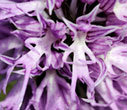 Orchid close-up