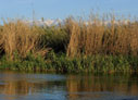 Reeds on the Platanias river