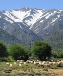 Sheep grazing on the plateau of Omalos