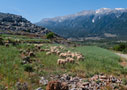 Sheep grazing above Anopolis