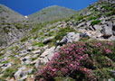 Spring in the Cretan mountains