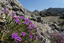 Flowering thyme in the White Mountains