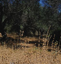 Olive grove in summer