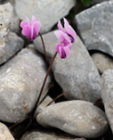 Greek cyclamen