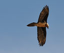 Bearded vulture