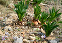 Wild saffron crocus and Sea squill buds