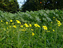 Oxalis in an orange grove