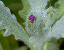 Budding Matthiola tricuspidata