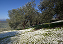 Spring flowers in an olive grove