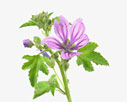 Malva sylvestris - Common mallow
