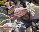 Rare plants of the high desert: Silene variegata