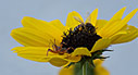 Life in a sunflower