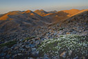 Last summer flowers in the High Desert