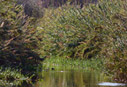 The Platanias river