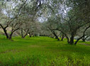 In an olive grove