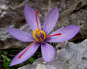 Crocus cartwrightianus on Gramvousa