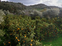 Orange and olive groves