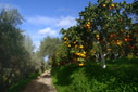 Orange and olive groves