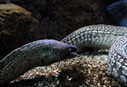A fish in Cretaquarium
