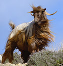 Goat portrait: the windblown look