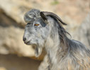 Goat portrait: the prim look