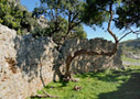 Carob tree and Roman ruin 