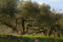 Olive grove