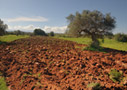Red earth of Crete