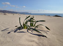 Sand dune and sea daffodil
