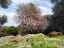 Spring in Crete: flowering almond tree