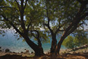 Carob tree above the sea