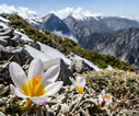 Crocuses in the mountains