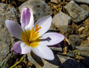 Crocus sieberi 